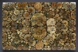 Eye-Catching, Cut and Polished Ammonite Fossil Coffee Table #303664-1